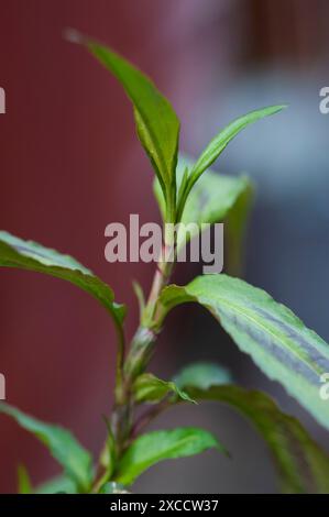 gros plan de la coriandre vietnamienne (persicaria odorata) Banque D'Images