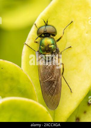 Gros plan de Broad Centurion Fly assis sur une plante verte Banque D'Images