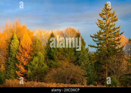 Une forêt d'automne et une prairie dans les montagnes Pocono en Pennsylvanie Banque D'Images