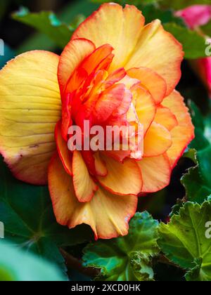 Fleur double jaune à bordure rouge de la floraison estivale arrière Begonia 'illumination Golden Picotee' Banque D'Images