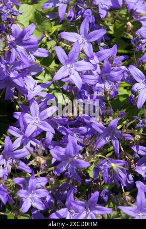 Poscharskys Bellflower Campanula poscharskyana, Blue Flower Garden Plant Perennial Banque D'Images