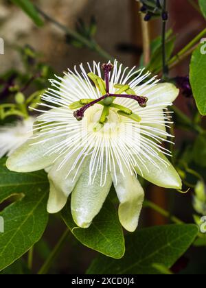 Fleur blanche teintée verte de la fleur de passion grimpante à tendon mi-robuste à robuste, Passiflora « Reine des neiges » Banque D'Images