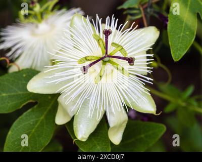 Fleur blanche teintée verte de la fleur de passion grimpante à tendon mi-robuste à robuste, Passiflora « Reine des neiges » Banque D'Images