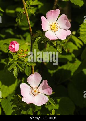 Fleurs rose pâle de la rose de chien rustique, Rosa canina, une fleur sauvage arbustive originaire du Royaume-Uni et grimpeur fréquent Banque D'Images