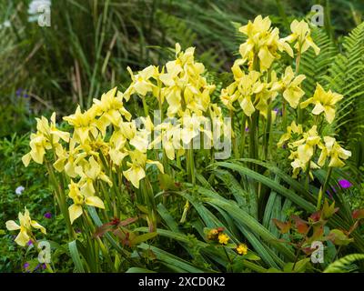 Fleurs jaunes du début de l'été du cormeux Moraea alticola sud-africain, un parent relativement rustique de l'iris Banque D'Images