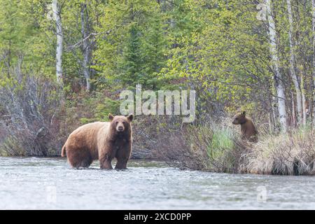 Une truie d'ours noir tient son sol, à mi-cours d'eau, dans une rivière Saskatchewan, au Canada, tandis que son petit regarde. Banque D'Images