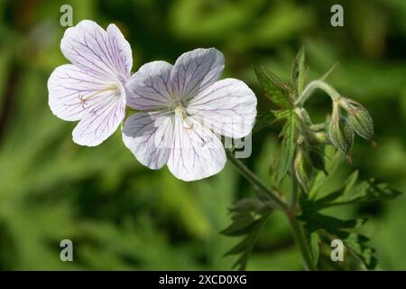 Hardy Geranium clarkei 'Kashmir White' fleur Banque D'Images