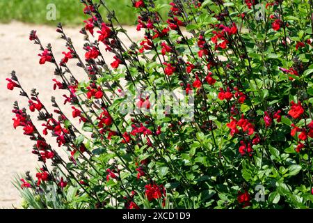 Fleurs rouges Ipomopsis rubra Banque D'Images