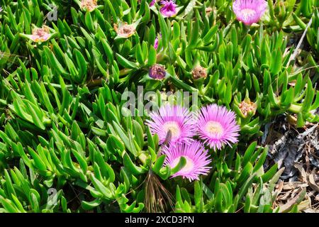 Belles fleurs violettes de la plante Carpobrotus avec des feuilles vertes succulentes. Banque D'Images