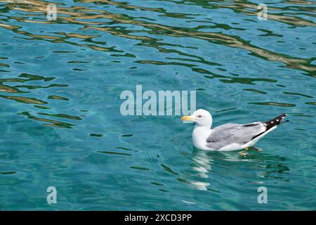 Mouette nageant sur la mer turquoise lumineuse. Banque D'Images