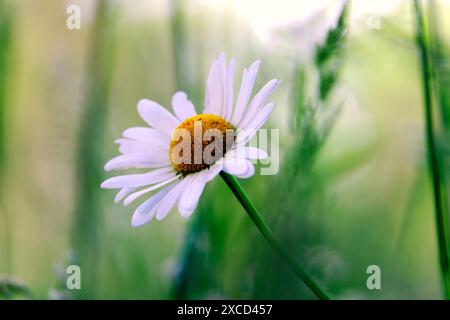 Daisy Banque D'Images