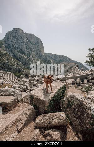 Un chien se tenait au-dessus des ruines du théâtre dans l'ancienne ville piside de Termessos près d'Antalya en Turquie par une journée ensoleillée avec vue sur la montagne. Banque D'Images