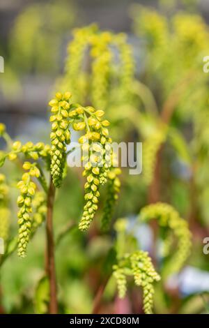 Gros plan d'une goutte d'or (ombilicus oppositifolius) plante en fleur Banque D'Images