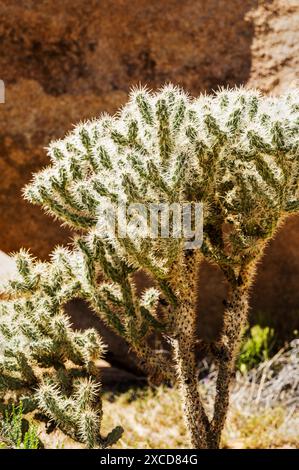 Cholla Cactus ; Joshua Tree National Park ; Californie du Sud ; États-Unis Banque D'Images