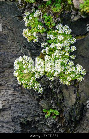 Le scorbut commun (Cochlearia officinalis) poussant dans la falaise d'oiseaux à Latrabjarg, Westfjords, Islande en mai. Banque D'Images