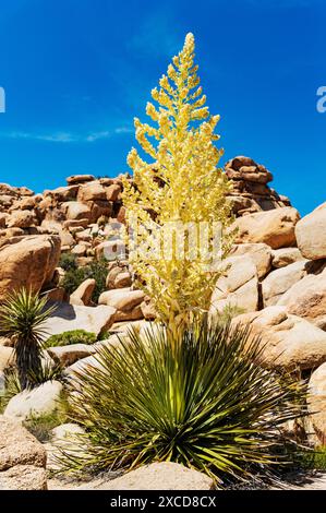 Blooming Chaparral Yucca ; Hesperoyucca whipplei ; Joshua Tree National Park, Californie, États-Unis Banque D'Images