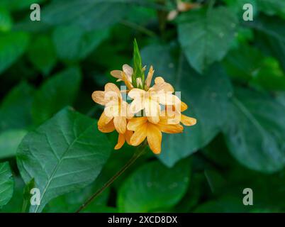 Firecracker fleurs (Crossandras infundibuliformis) en pleine floraison Banque D'Images