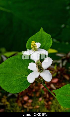 Plante caméléon Houttuynia cordata,, Saururaceae, Japon, Corée, Chine du Sud et en Asie du sud-est. Banque D'Images