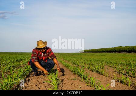 Un jeune agriculteur examine les récoltes dans son champ de maïs en pleine croissance. Banque D'Images