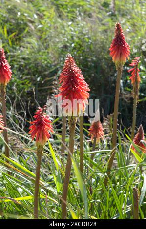 Fleurs de poker Red Hot Banque D'Images