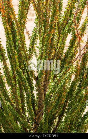 Ocotillo en fleurs ; Ocotillo Patch ; arbuste succulent ; Joshua Tree National Park ; Californie du Sud ; États-Unis Banque D'Images
