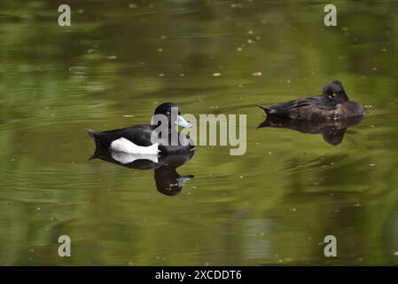 Gros plan d'une paire de canards touffetés (Aythya fuligula) nageant dans le profil droit, reflété dans l'eau ondulée, avec Drake en premier plan, Royaume-Uni Banque D'Images