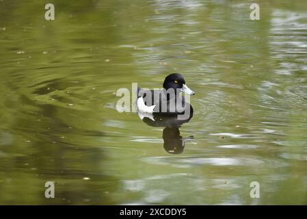 Canard touffeté Drake (Aythya fuligula) nageant vers Camera, reflété dans l'eau, pris sur un lac de réserve naturelle dans le Staffordshire, Royaume-Uni au printemps Banque D'Images