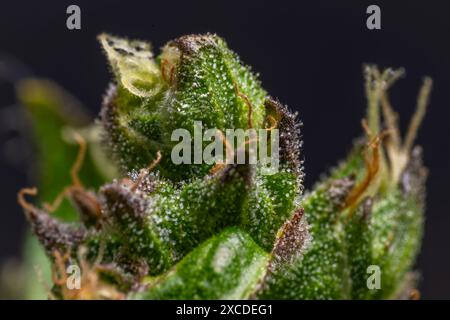 Vue macro pour la fleur fraîche de couleur de belle fleur de marijuana puissante de serre Banque D'Images