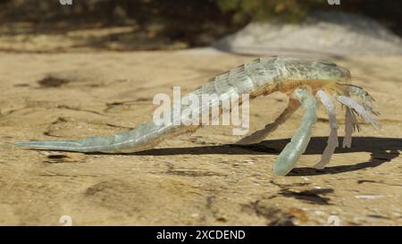 Illustration 3D d'un scorpion marin éteint Eurypterus remipes sur une plage du Silurien il y a 420 millions d'années. Banque D'Images