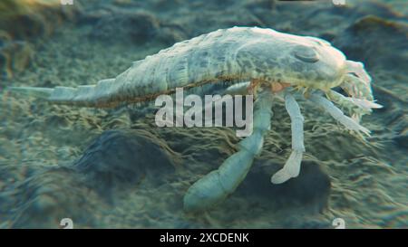 Illustration 3D d'un scorpion marin éteint Eurypterus remipes sur un fond marin silurien il y a 420 millions d'années. Banque D'Images