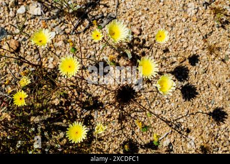 Pissenlit du désert à fleurs jaunes ; Malacothrix glabrata ; Parc national de Joshua Tree ; Californie ; États-Unis Banque D'Images