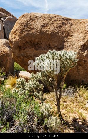 Cholla Cactus ; Joshua Tree National Park ; Californie du Sud ; États-Unis Banque D'Images