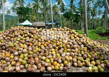 Un tas de noix de coco fraîches, fruits du cocotier (Cocos nucifera), pour la production de coprah, Koh Samui, Thaïlande Banque D'Images