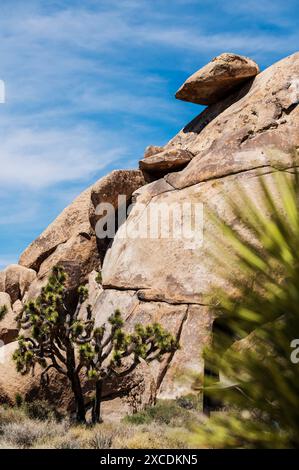 Cap Rock ; Joshua Tree ; Joshua Tree National Park ; Californie du Sud ; États-Unis Banque D'Images