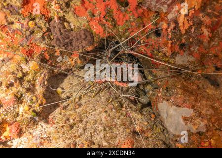 Homard peint (Panulirus versicolor) dans le parc national du récif de Tubbataha aux Philippines Banque D'Images