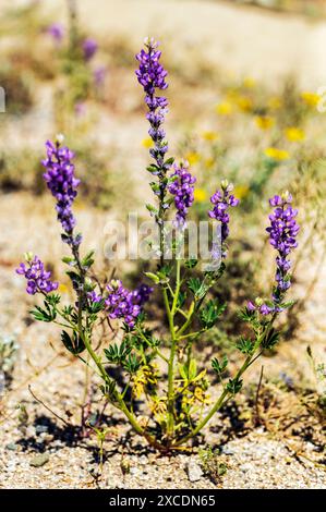 Lupin de l'Arizona pourpre à fleurs ; Lupinus arizonicus ; Joshua Tree National Park ; Californie ; États-Unis Banque D'Images