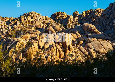Formations rocheuses inhabituelles ; terrain de camping Indian Cove ; parc national Joshua Tree ; Californie du Sud ; États-Unis Banque D'Images