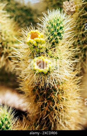 Gros plan de Cholla Cactus Blossom ; Cholla Cactus Garden ; Joshua Tree National Park ; Californie du Sud ; États-Unis Banque D'Images