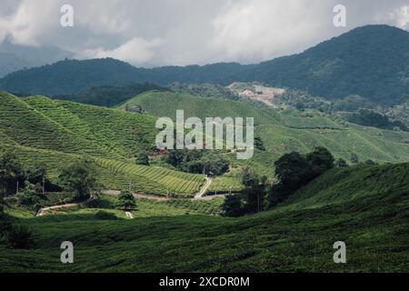 Une petite maison seule dans les plantations de thé dans les Cameron Highlands en Malaisie Banque D'Images