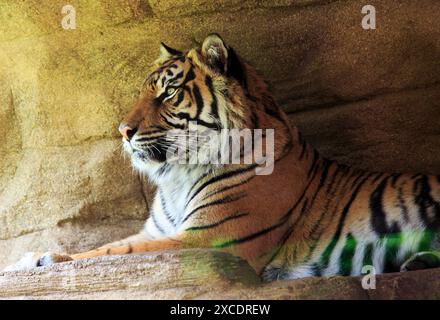 Profil latéral d'un beau tigre de Sumatra reposant sur un mur de pierre Banque D'Images