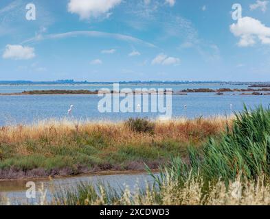 Groupe de flamants roses dans le parc régional du delta du fleuve po. Province de Ravenne, Émilie-Romagne, Italie. Banque D'Images