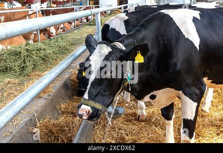 Vache noire domestiquée sur foin sec à l'intérieur de la ferme laitière Banque D'Images