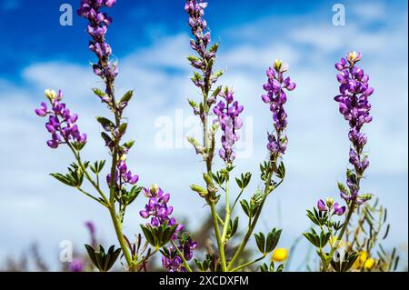 Lupin de l'Arizona pourpre à fleurs ; Lupinus arizonicus ; Joshua Tree National Park ; Californie ; États-Unis Banque D'Images