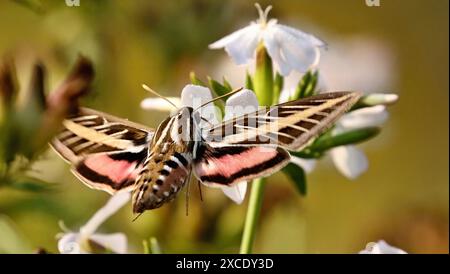 Sphinx à lignes blanches (Hyles lineata) parfois connu sous le nom de « colibris » Banque D'Images