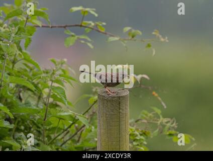 Un Dunnock juvénile mignon et moelleux ( Prunella modularis) a récemment volé. Assis sur un poteau de clôture sur un fond pastel. Suffolk, Royaume-Uni Banque D'Images