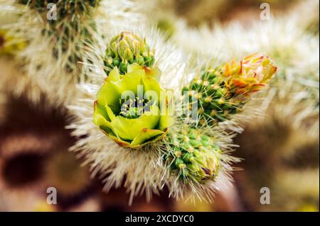 Gros plan de Cholla Cactus Blossom ; Cholla Cactus Garden ; Joshua Tree National Park ; Californie du Sud ; États-Unis Banque D'Images