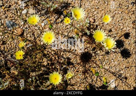 Pissenlit du désert à fleurs jaunes ; Malacothrix glabrata ; Parc national de Joshua Tree ; Californie ; États-Unis Banque D'Images