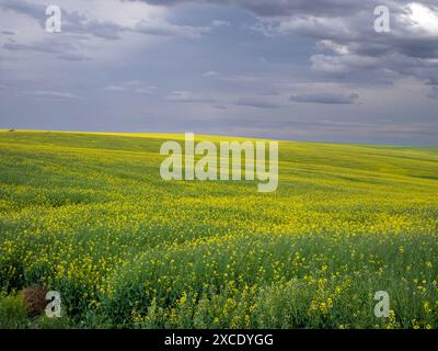 WA25426-00...WASHINGTON - champ d'usines de canola près de Ritzville. Banque D'Images