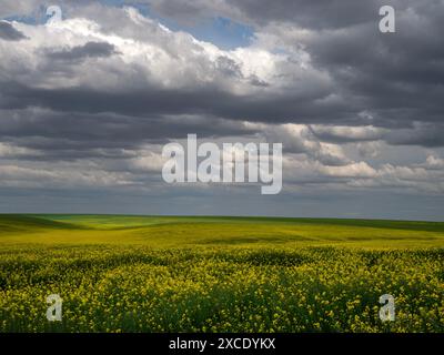 WA25428-00...WASHINGTON - champ d'usines de canola près de Ritzville. Banque D'Images