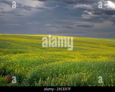 WA25443-00...WASHINGTON - champ de canola situé près de Ritzville, Washington. Banque D'Images